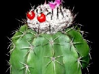 Melocactus curvispinus ssp caesius Trinidad ©JB.JPG